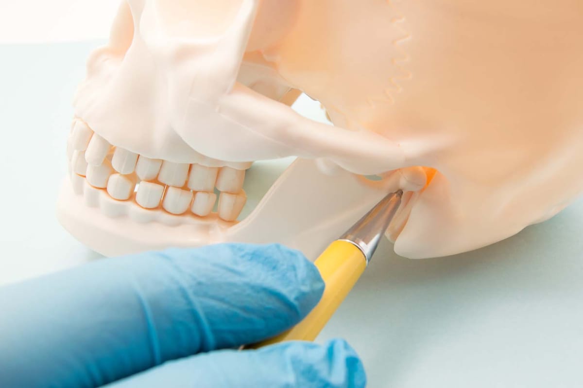 A model of the jaw and temporomandibular joint being examined